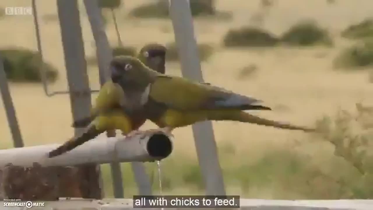 Burrowing Patagonia parrots figure out how to get the water flowing for all