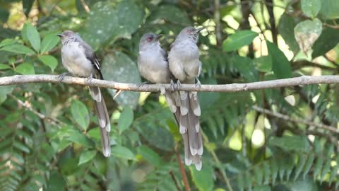 Birds of Malaysia: Fraser's Hill.