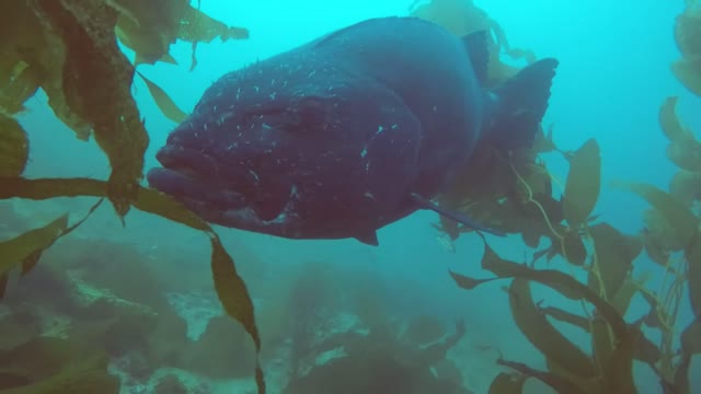 Giant Black Sea Bass Casino Point Catalina Island