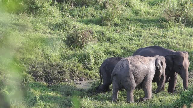 The Elephant family