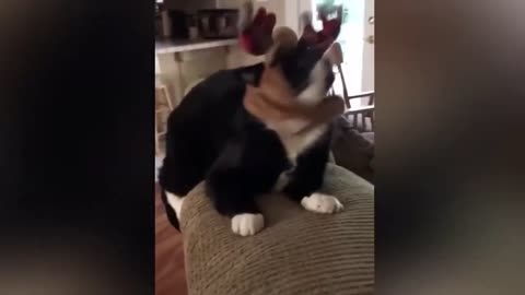 😂 Funniest Cats and Dogs Videos 😺🐶 #18