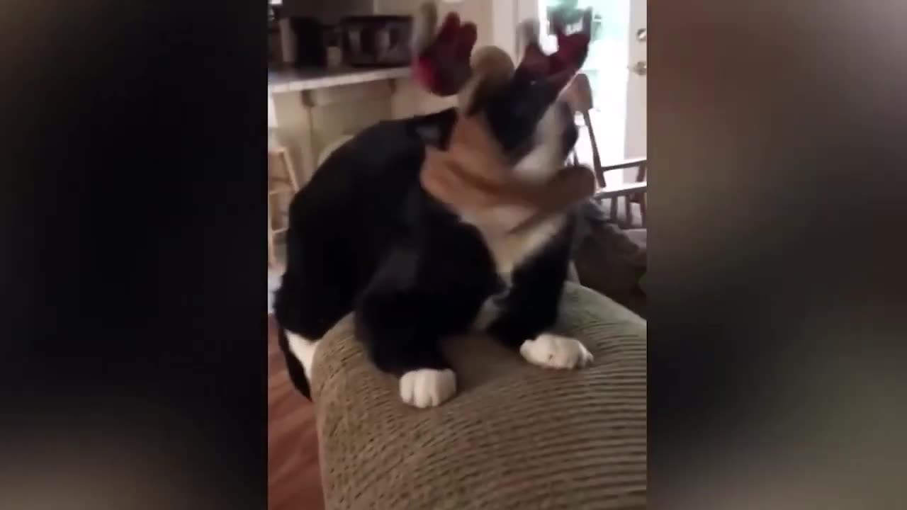 π Funniest Cats and Dogs Videos πΊπΆ #18