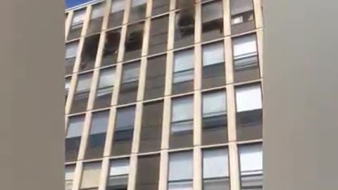 A cat falls from the last floor of the building. Will it die?