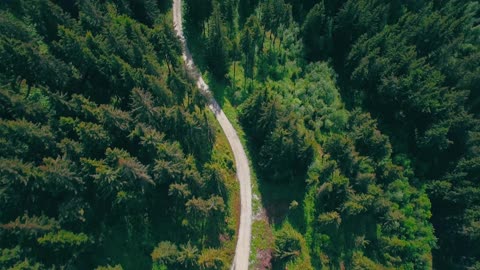 Mountain forest