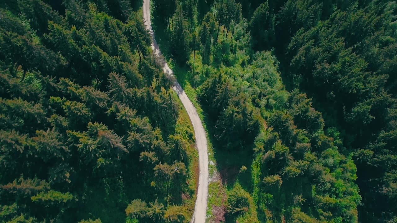 Mountain forest