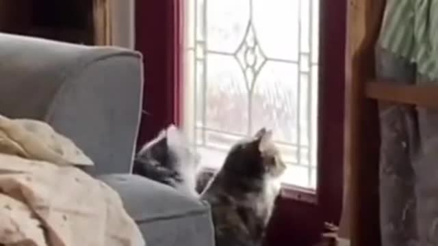 These Funny Cute Cats Enjoying The Sunshine Together ☀️