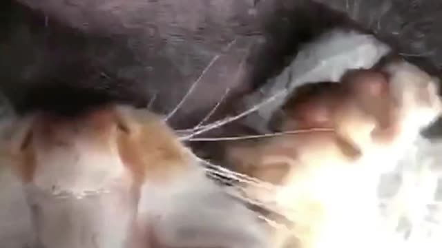I thought it was the mother cat who was nursing, but it wasn't.