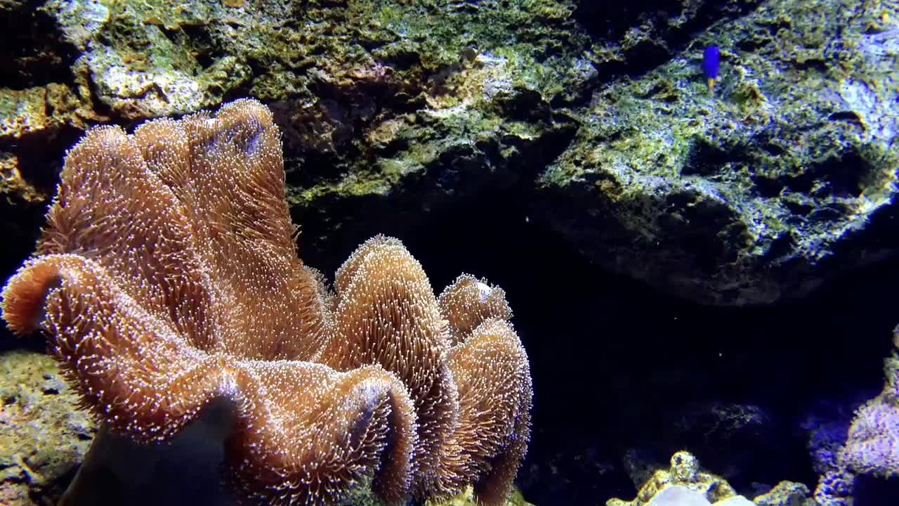 Fish with underwater