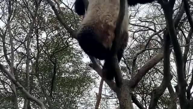 The playful giant panda, can't sit still for a moment