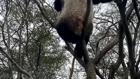 The playful giant panda, can't sit still for a moment