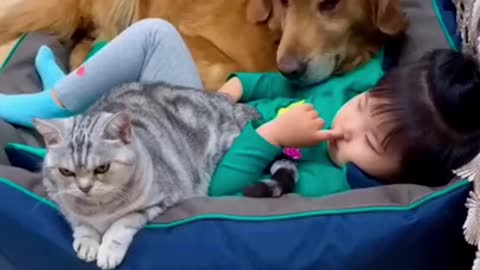 sweet cat and dog