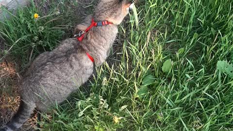 Masya eats grass)