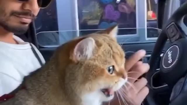 Adventure cat on a ride with his parent