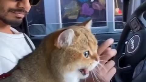 Adventure cat on a ride with his parent