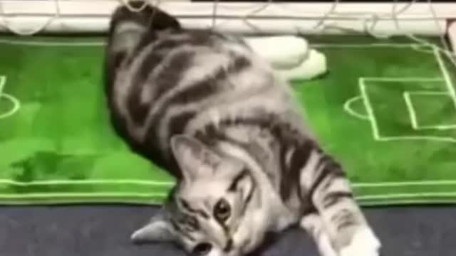 Funny Pets And Animals Compilation 11