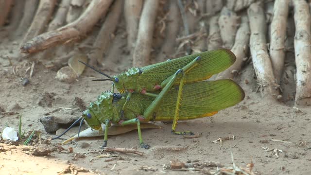 The Grasshoppers