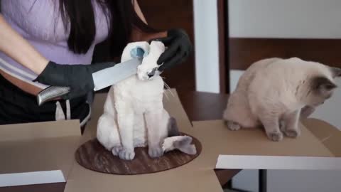 cat reaction on cutting a cat cake