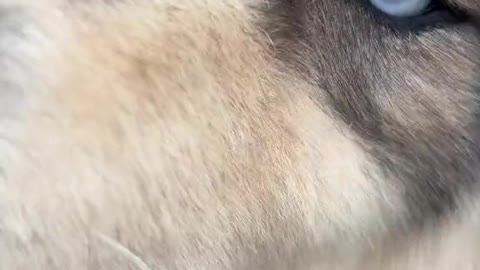 Nom nom