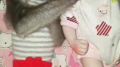 Funny video of Monkey and boy sleeping