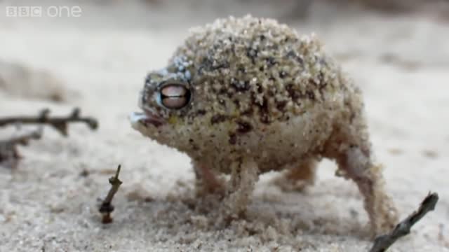 Awesome Squeaking frog fantastic