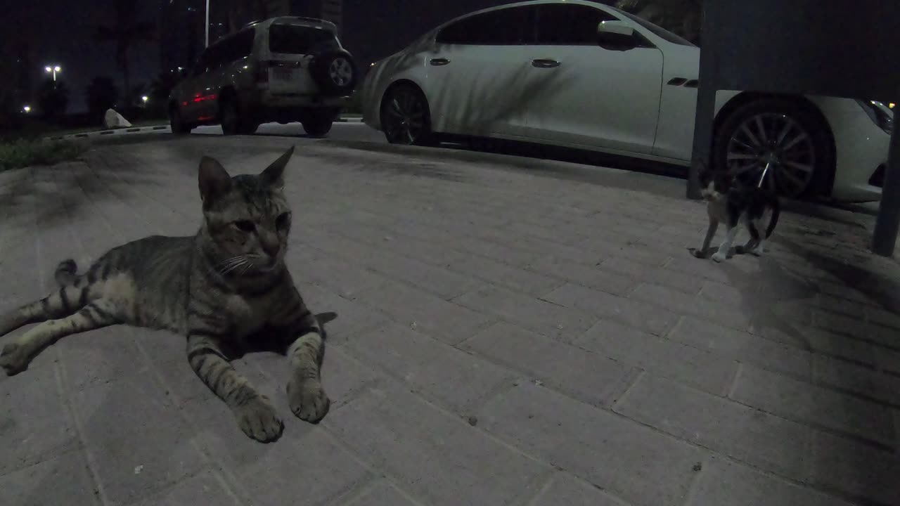 BRUNO MARS & MICHAEL JACKSON - Homeless cats in Ras Al Khaimah, UAE #cat #BrunoMars #MichaelJackson