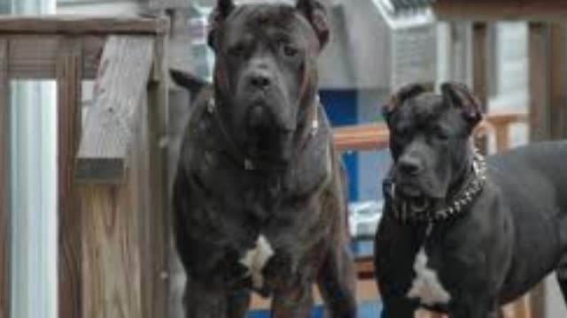 Top 10 most dangerous dogs in the world