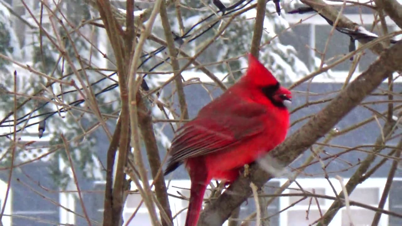 Cardinal