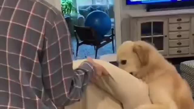 Helpful dog helping his owner to prepare his couch