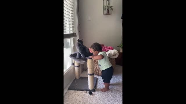 Awkward cat has no idea how to interact with curious baby