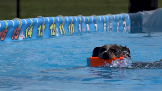 CoolWag Diving Dogs - 2021 Qualifier Splash #12