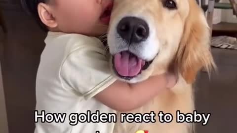 How Golden React To Baby Hugs