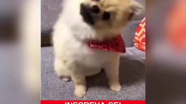 FUNNY PETS PART 3 2021! TRY NOT TO LAUGH!#Shorts