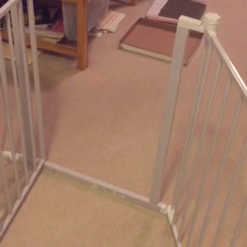 Puppy Focused On Toy Doesn't Realize Playpen Door Is Open