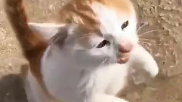 Cute cats and kittens video | Cute cats and kittens video shorts