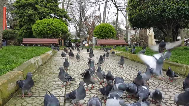 Pigeon - 5938