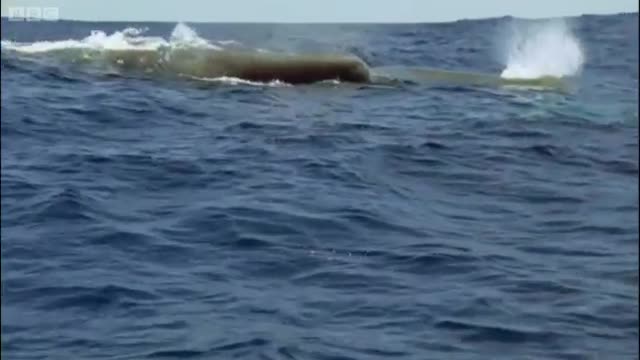 Sperm Whales | Benedict Cumberbatch Narrates South Pacific | BBC Earth