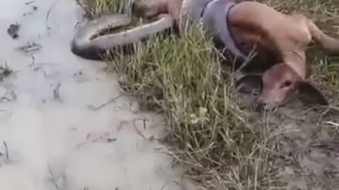 O Abraço da Cobra Anaconda da Amazônia