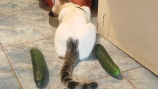 Cat VS Cucumber:3