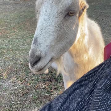 GOAT Carmella 03.2021