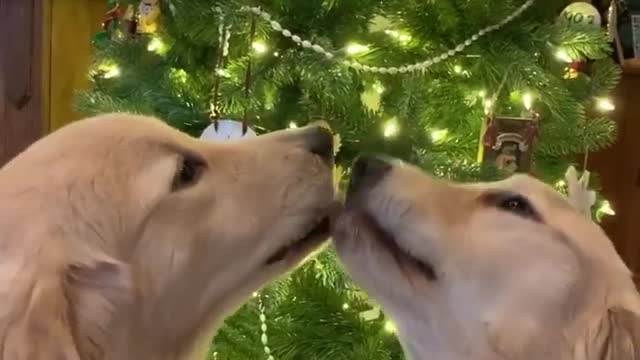 Who wants to join us under the mistletoe?