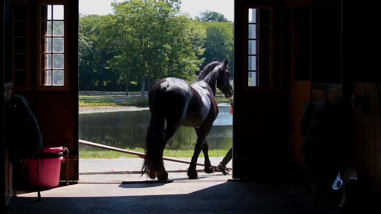 Silhouetted Young woman trainer walks black horse out of stables into farmland