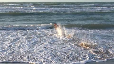 Funny dogs with the sea