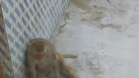 Naughty Monkey