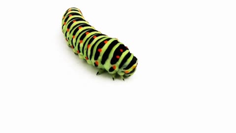 Catch Crawling Caterpillar