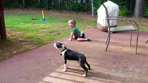 Dog and kiddo funny video