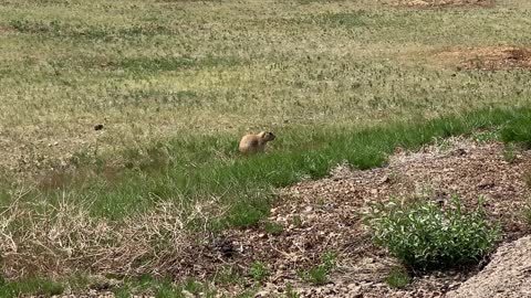 Prairie Dog Town at Devil's Tower