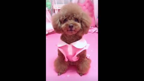 Cute pets video [Very Nice]