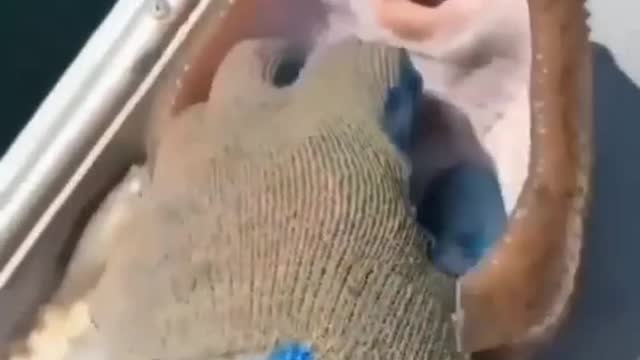 Don't tickle me human