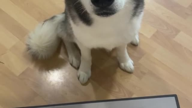 Mooner you want some lunch?" Insert the puppy's eyes and laugh at me two...