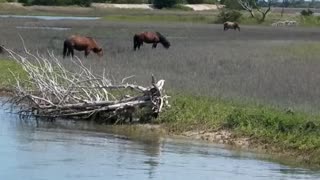 Wild Horses of Carrot Island